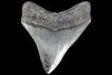 Serrated, Fossil Megalodon Tooth - Killer Posterior Tooth! #86074-1